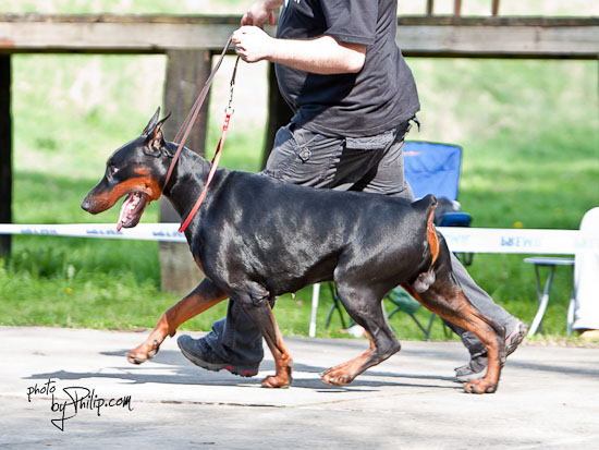 Maxim di altobello sales dobermann